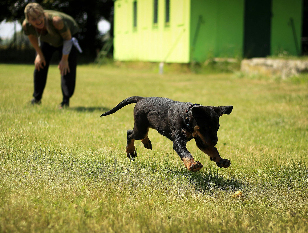 Internato para cães: quando é indicado e como funciona