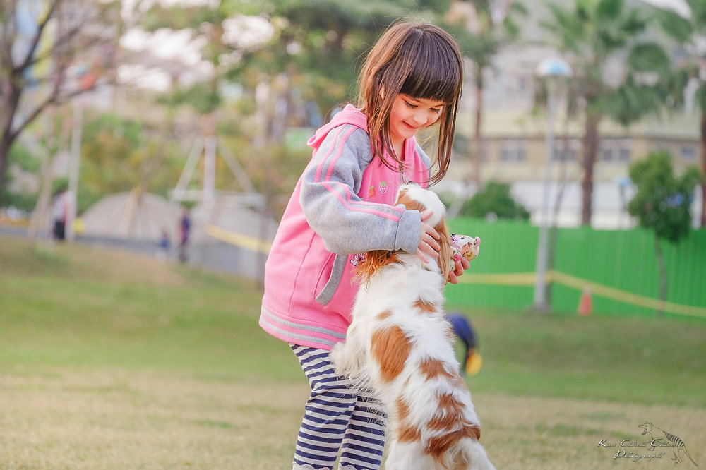 Cães e ambiente familiar: presença, coerência e direção