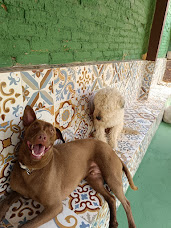 Day use para cães