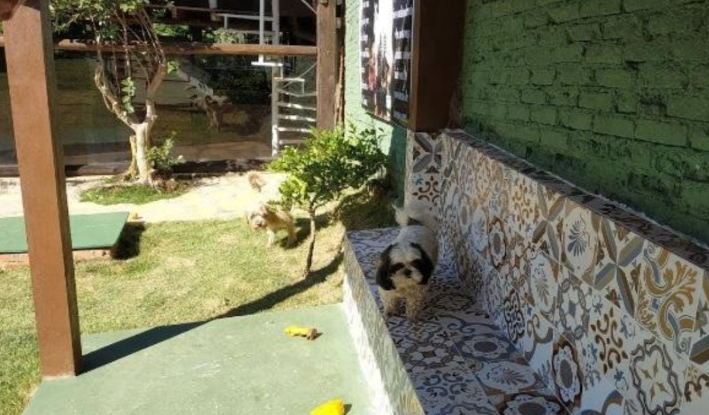 Cão de estimação descansando na varanda com azulejos pintados à mão do hotel para cães