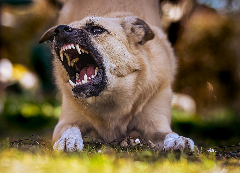 Quando o cão já mordeu: o que considerar antes de agir