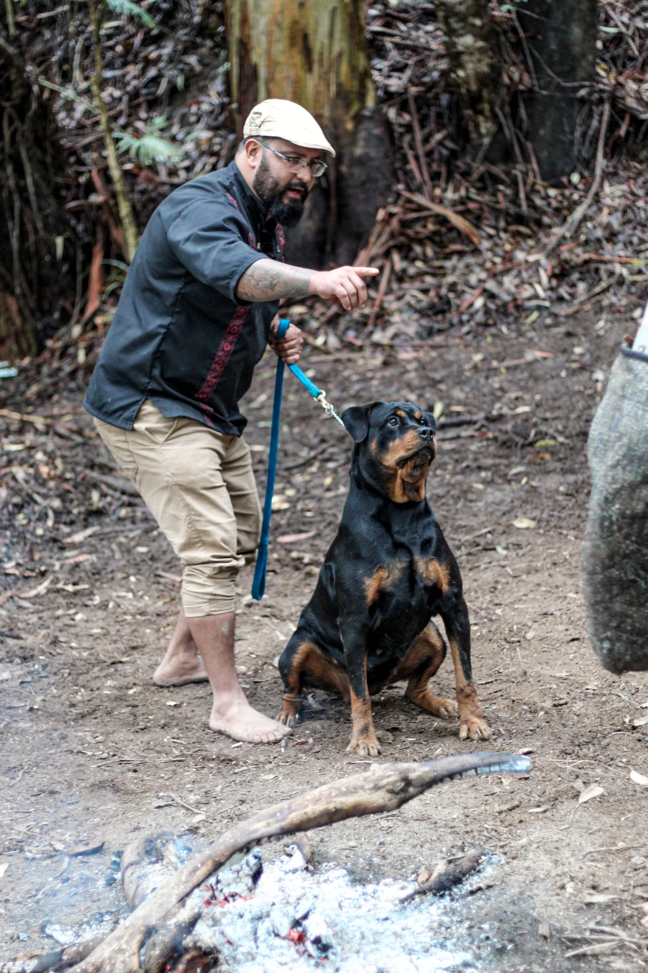 Cães prontos para defesa