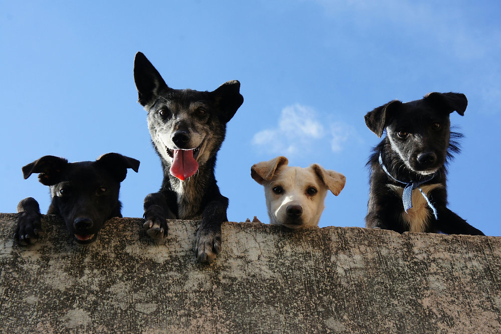 Já tentou de tudo com seu cão? Entenda o que precisa ser observado