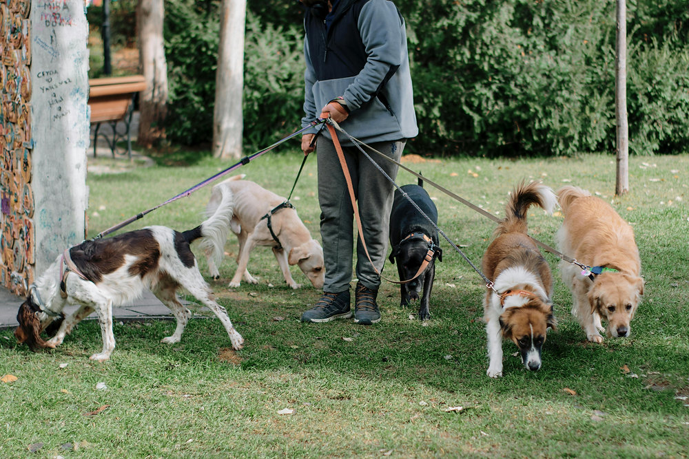 Seu cão já passou por outros adestradores e continua igual?